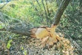 Tree gnawed by beavers in summer forest. Damaged chewed tree with animals teeth marks