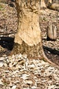 The tree gnawed by beavers