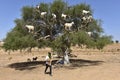 Tree Goats in Morocco with Goatherd Royalty Free Stock Photo