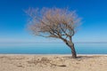 Tree on Goderich Beach, Ontario Canada