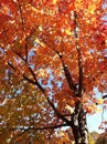 A neighborhood tree in the Fall