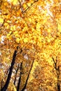 Tree with golden autumn leaves. Royalty Free Stock Photo