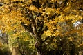 Tree with golden leaves - arbre avec feuilles dorees