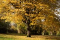Tree with golden leaves - arbre avec feuilles dorees Royalty Free Stock Photo
