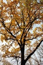 Tree with golden leaves