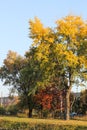 Tree with golden leaves in autumn and sunrays. autumn trees
