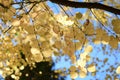 Tree with golden leaves - Pomania - Gurahont dendrological park Royalty Free Stock Photo