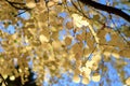 Tree with golden leaves - Pomania - Gurahont dendrological park Royalty Free Stock Photo