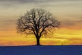 A tree in golden sunset Royalty Free Stock Photo