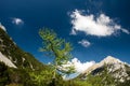 tree in gorgeous Alpine valley on a sunny summer day