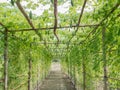 Tree of gourd and bottle gourd Royalty Free Stock Photo