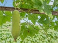 Tree of gourd and bottle gourd Royalty Free Stock Photo