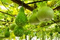 Tree of gourd and bottle gourd on the vine. Lagenaria siceraia Molina Standley background