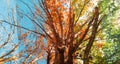 Tree gradually changing from summer to winter