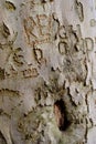 Tree Graffiti 1 Royalty Free Stock Photo