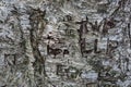 Tree Graffiti Carved into a Tree Trunk