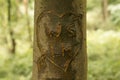 Tree graffiti Royalty Free Stock Photo