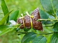 Tree graft is agricultural technique Royalty Free Stock Photo