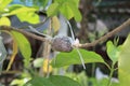 Tree graft is agricultural technique to make new life Royalty Free Stock Photo