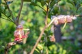 Tree graft is agricultural Royalty Free Stock Photo