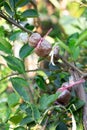 Tree graft is agricultural Royalty Free Stock Photo