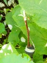 Tree grafting of apple. Wild apple tree grafting.