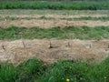 Tree Grafts in an Organic Nursery