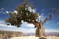 Tree in Grand Canyon, Arizona Royalty Free Stock Photo