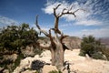 Tree in the Grand Canyon, Arizona, USA Royalty Free Stock Photo