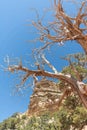 Tree at Grand Canyon, Arizona USA Royalty Free Stock Photo