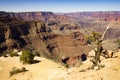 Tree in Grand Canyon national park, USA Royalty Free Stock Photo