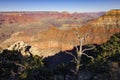 Tree in Grand Canyon national park, USA Royalty Free Stock Photo