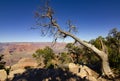 Tree in Grand Canyon national park, USA Royalty Free Stock Photo