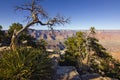 Tree in Grand Canyon national park, USA Royalty Free Stock Photo