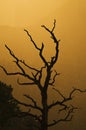 Tree at the grand canyon at sunset