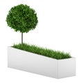 Tree and grass in concrete planter isolated on white