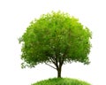 Tree and grass isolated