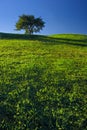 Tree on Grassland Royalty Free Stock Photo