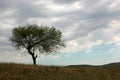 The tree in a grassland Royalty Free Stock Photo