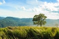 Tree and grassland at phu-lom-lo mountain , Loei , Thailand