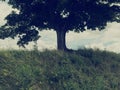 Photo of Tree on grassy hill Royalty Free Stock Photo