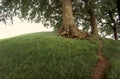 Tree on grassy hill. Royalty Free Stock Photo