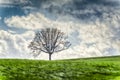 Tree on grassy hillside under cloudy skies Royalty Free Stock Photo