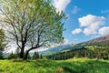 Tree on the grassy meadow in mountains