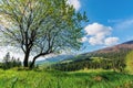 Tree on the grassy meadow in mountains Royalty Free Stock Photo