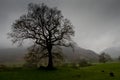 Tree, Great Langdale Royalty Free Stock Photo