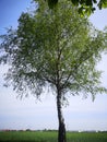 Tree, green, Austra Royalty Free Stock Photo