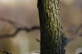Tree green bark texture