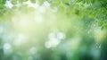 tree green bokeh soft tranquil