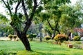 A tree on green color grass meadow. Landscape design of a public park. Spring season formal Garden topiary. Front or back yard